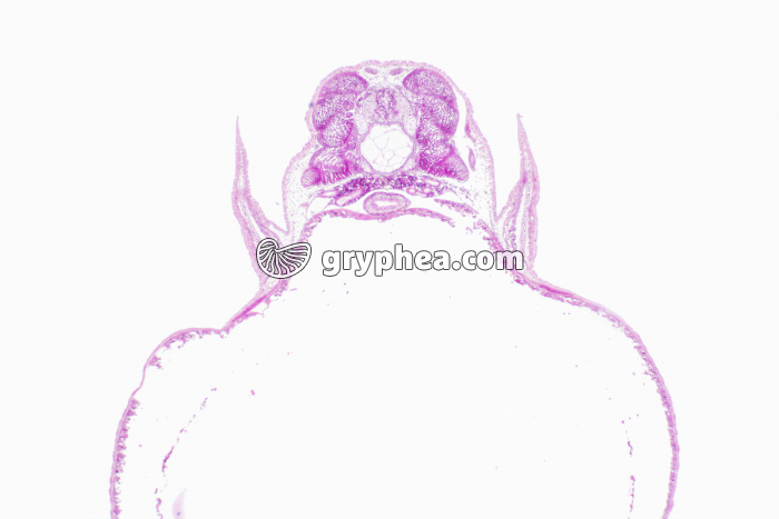 Truite - Alevin en CT (niveau thoracique) x10 - gryphea.org